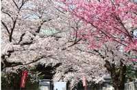 第11回　千葉県の桜の花を撮りに