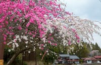 日本一の花桃の里 昼神温泉郷