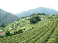 （企画。日時未定）日本のマチュピチュ「天空の茶畑」