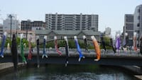 内川・土居川の鯉のぼり（２０２３年５月３日）Nikon（ニコン）COOLPIX P950