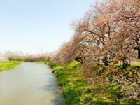 【花見】元荒川堤（越谷）、ソメイヨシノが散って行く！