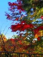 玉川台公園に紅葉を求めて。