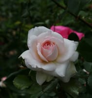 ロイズ・チョコレート本社の薔薇園の今年の薔薇の花