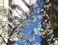 都内でも終わらない桜と進む春爛漫!!