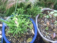 現状維持成長は停止してるのかな　多肉植物のサボテン科葦サボテンの一種　リプサリス・ケレウスクラ