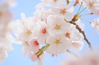 自然の中で咲き誇る日本中の桜に会いに行きましょう