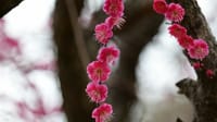 大仙公園の梅の花（２０２３年２月１６日）LUMIX DC S5