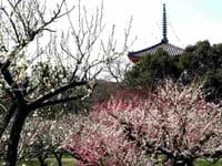「京の春」