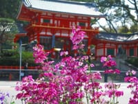 華やぐ京の春　１