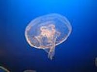 Jellyfishユカ