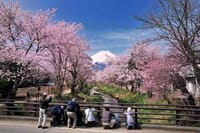 創立５周年記念イベント『忍野の桜と富士山』を撮る（日帰りコース）