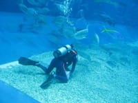 沖縄美ら海水族館の魚たち