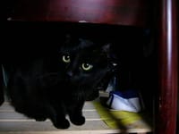 黒猫大好き！