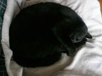 ヨッシ−と黒猫
