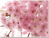 桜香