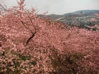 松田山の河津桜と雪化粧の富士山