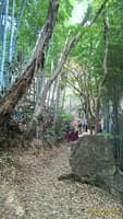 鎌倉の天園ハイキングコース　（中止です）