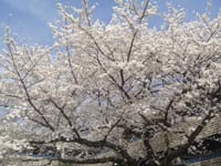 桜花｢天下第一の桜｣花の高遠の桜絵巻