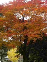 香嵐渓の紅葉を見に行きましょう！