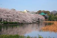 おしゃれなシングル会合同オフ会　ちょっと早いかな？上野公園の桜まつり」