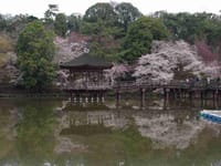 奈良公園周辺の桜を眺めながら歩きませんか