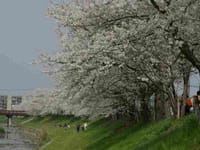 佐保川堤の桜散策と郡山城の桜