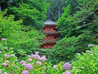 岩船寺の紫陽花と柳生花菖蒲園