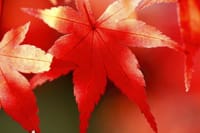 光明寺の紅葉を撮ろう。