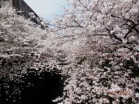 大人の平日＆休日　夜桜と新宿の夜景を見ながらお食事会
