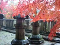 紅葉の平林寺と野火止用水