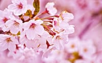 ☆ドタ参歓迎☆ 晴れた〜花見絶好、都心に残る大名庭園で江戸の花見、終わったカラオケ、気分も春