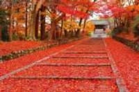 京都の紅葉へ行こう！！