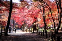 武蔵野の面影が残る平林寺の紅葉