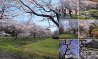 見沼田んぼの桜の下を歩こう