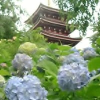 松戸の本土寺の紫陽花を見ませんか