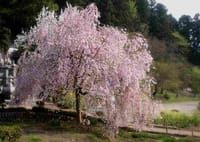 長瀞・法善寺の枝垂桜とカタクリの花を巡る。