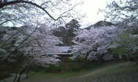 見納めの鎌倉桜見物