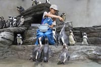 ヾ(・◇・)ﾉ 【ペンギン餌付け体験！】可愛さに悶絶・特別ルートでサンシャイン水族館が半額・初体験に心ときめく大人の遠足