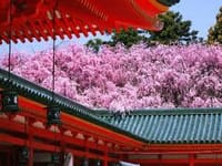 京の桜を愛でる会（夜の部）　三条で京料理、町衆料理