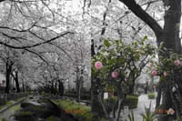 呑川緑道〜九品仏川緑道の桜見物