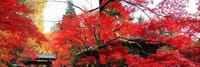 平林寺の紅葉 と野火止用水緑道