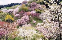 多摩森林科学園 ＆ 陵南公園の桜見物　