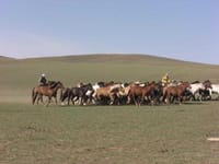 モンゴル大草原わくわく乗馬ライデング・南ゴビで馬の旅＆ラクダの旅８日間