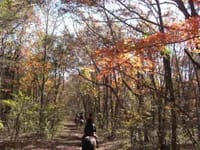 紅葉が美しい標高1000m落葉松の森へ馬の背に揺られて散策しましょう