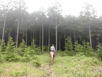 紅葉の標高1000m赤松の森へ、馬に乗って駆けて行こう！