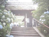 北鎌倉の紫陽花と花の寺巡り