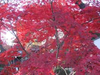 古都・鎌倉の紅葉と寺社めぐりご案内