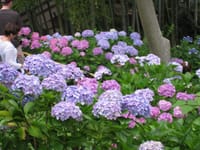 北鎌倉の紫陽花，鑑賞と歴史ある寺社めぐり