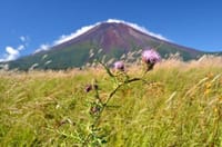 アザミの花と富士山を撮る