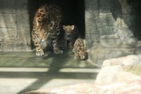 天王寺動物園☆ジャガーの赤ちゃんに会いに行こう〜☆